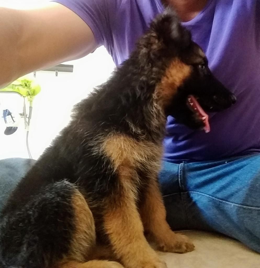 Cachorros de Pastor Aleman