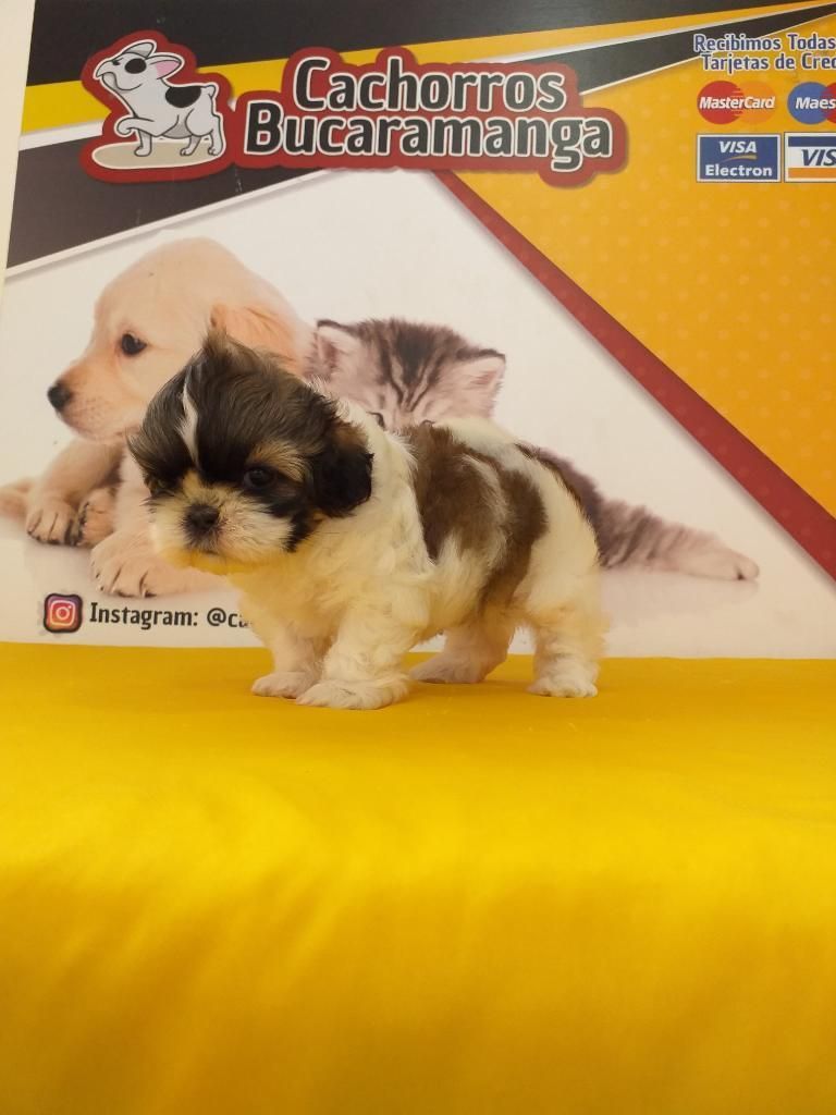 Cerebrito Princesa Shihtzu