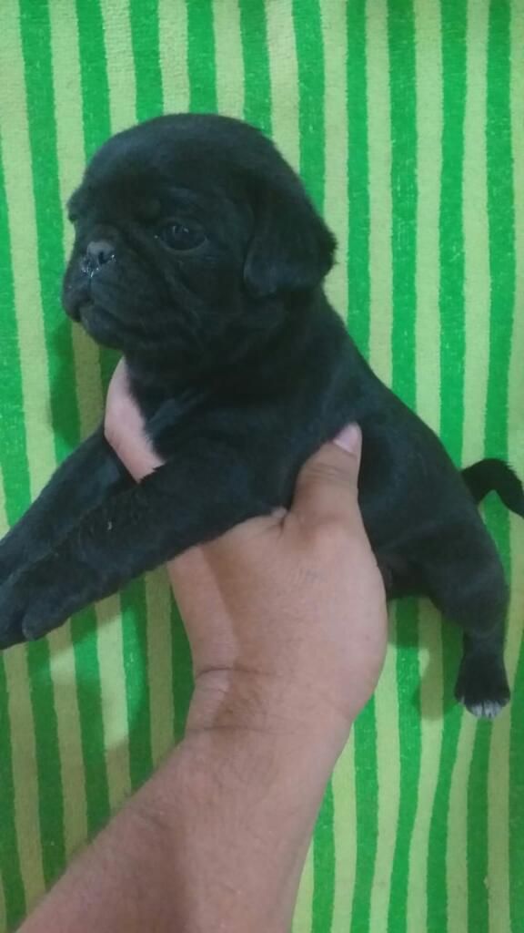 Chatones Pug Color Negroybbeis