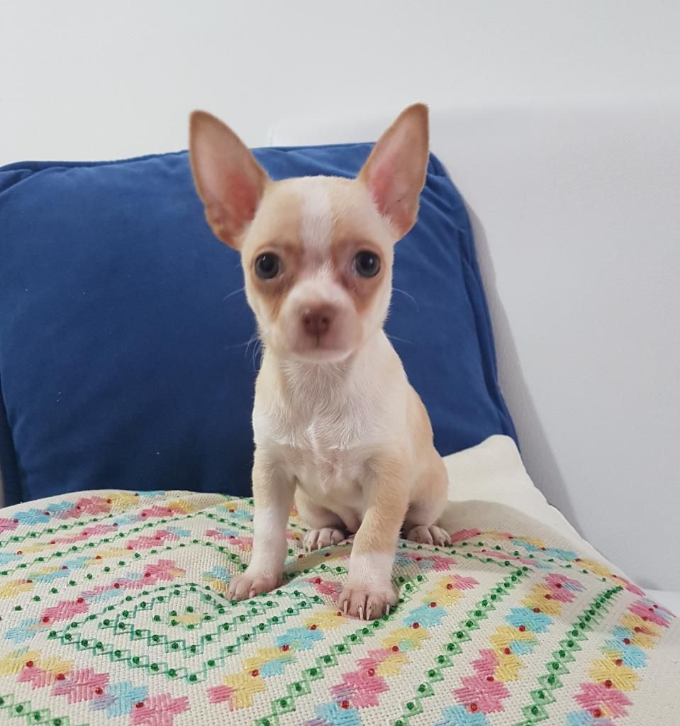 Chihuahua