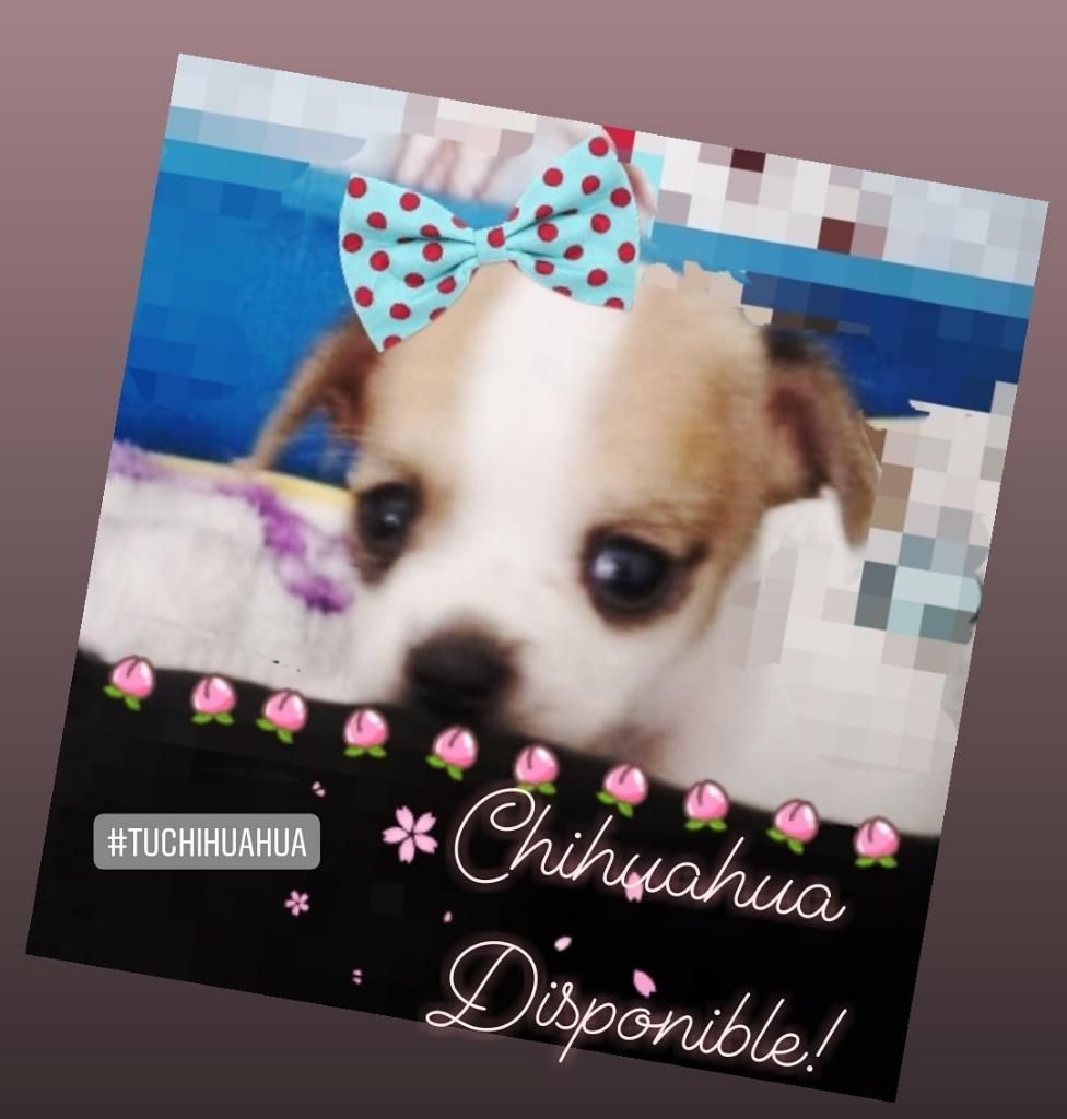 Chihuahua Hembra Divinaaa!!!