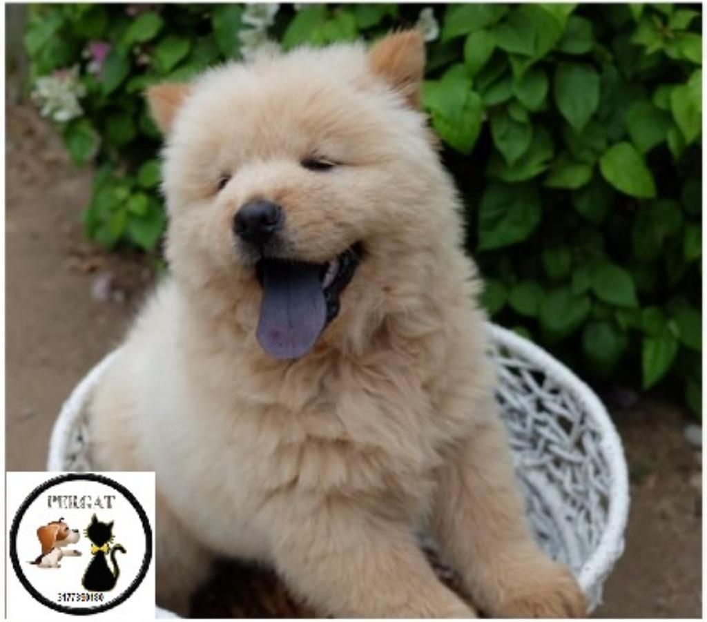 Chow Chow Gigante