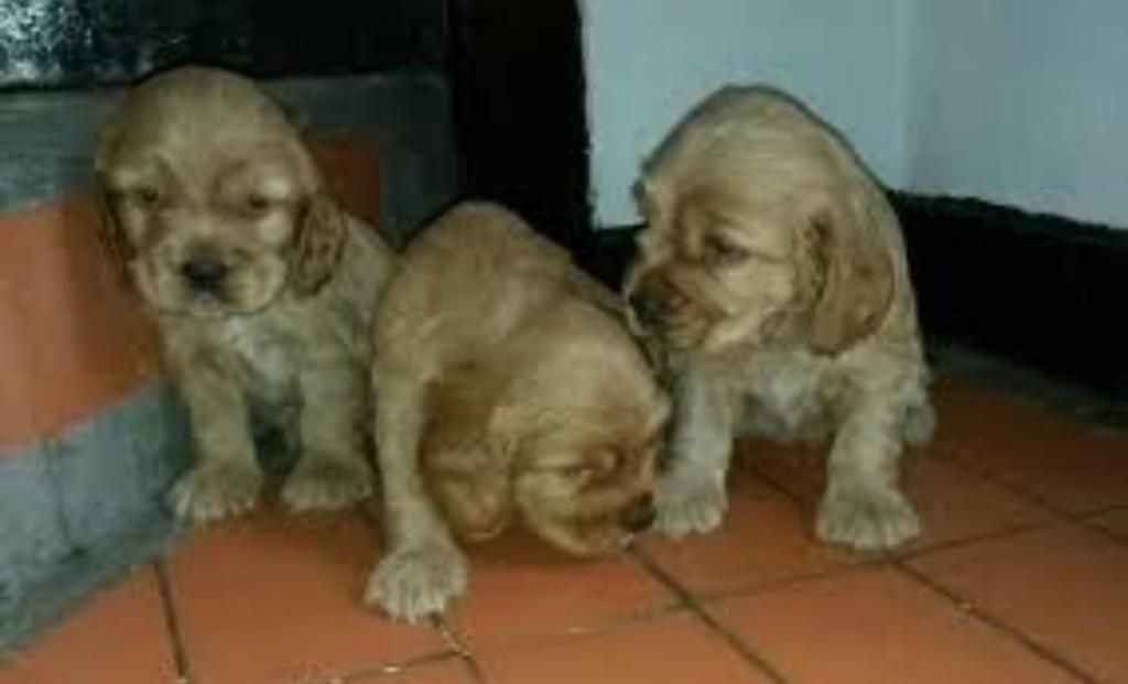 Cocker Spaniel Disponibles