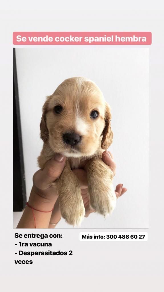 Cocker Spaniel Hembra