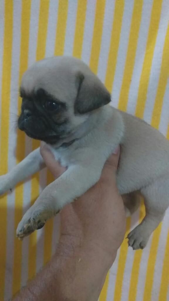 Ejemplar Pug Patita Corta