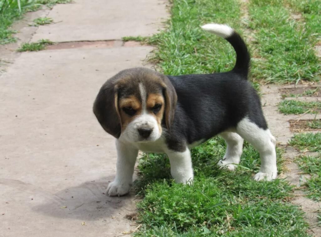 Entusiasmados Beagles Tricolor Admirable