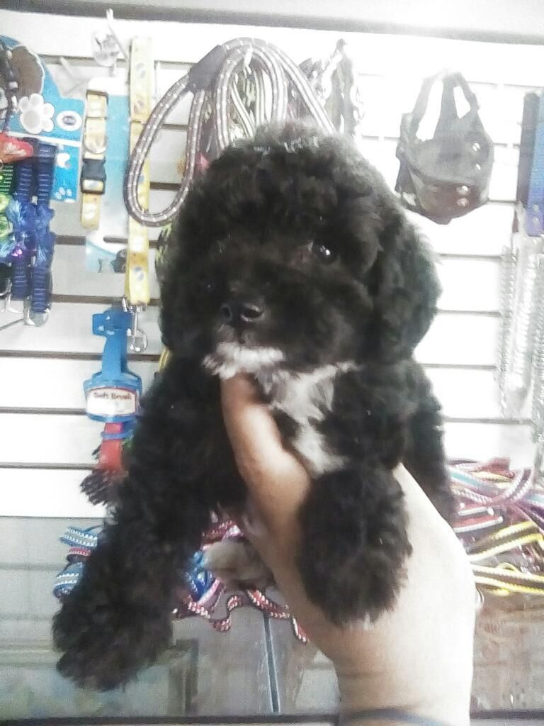 French Poodle Mini Toy