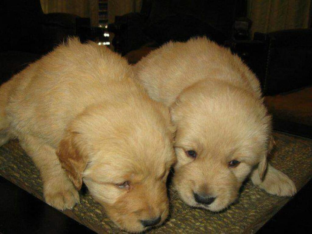 Golden Retriver Retriever Bello