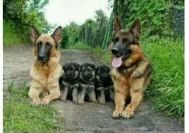 HERMOSOS CACHORROS DE PASTOR ALEMAN EN IBAGUE