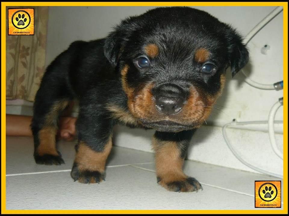 HERMOSOS ROTTWEILER. MES Y MEDIO. VACUNADOS Y