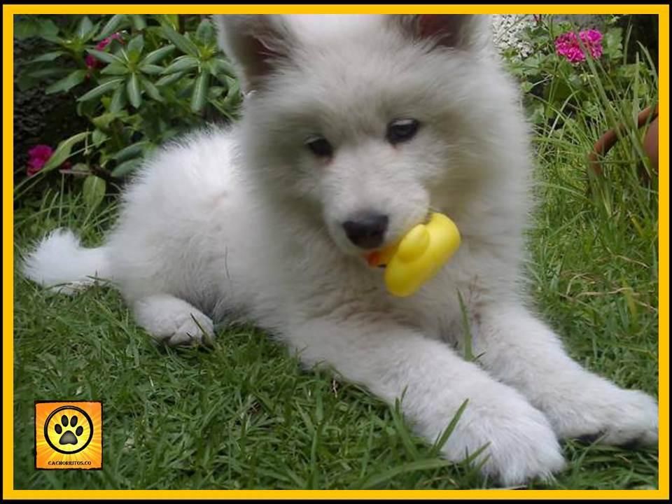 HERMOSOS SAMOYEDOS. MES Y MEDIO. VACUNADOS Y DESPARASITADOS.