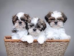 HERMOSOS SHIH TZU. MES Y MEDIO. VACUNADOS Y DESPARASITADOS.