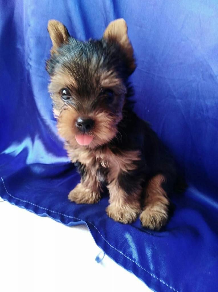 HERMOSOS YORKSHIRE TERRIER. MES Y MEDIO. VACUNADOS Y