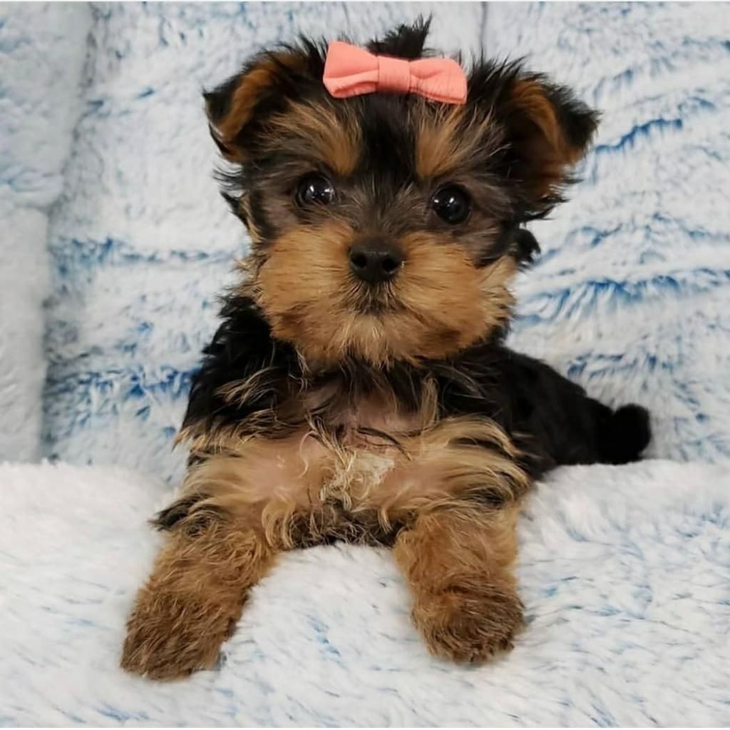 Hermosa Yorkie