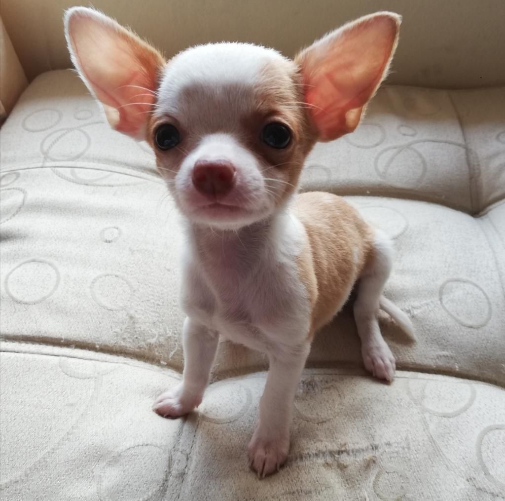Hermosas Chihuahuas a La Venta