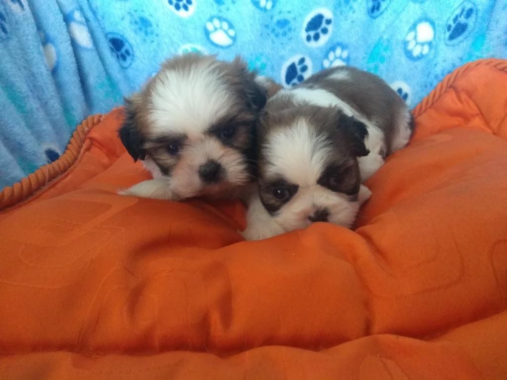 Hermosos Cachorros Shitzu