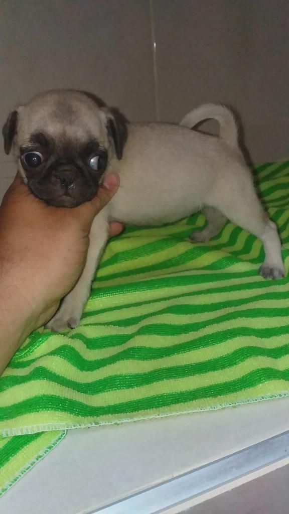 Lindos Bebes de Raza Pug Beis