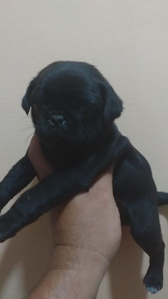 Naturale Belleza Negro Pug X