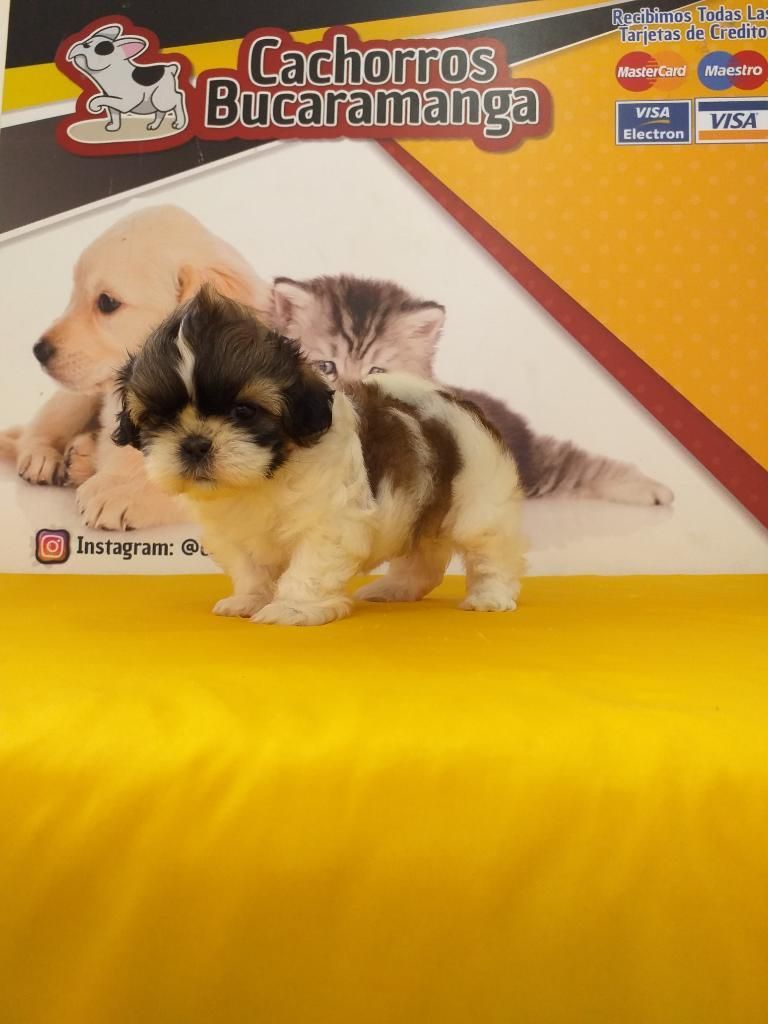 Niña Shihtzu Mini en Venta Inmediata