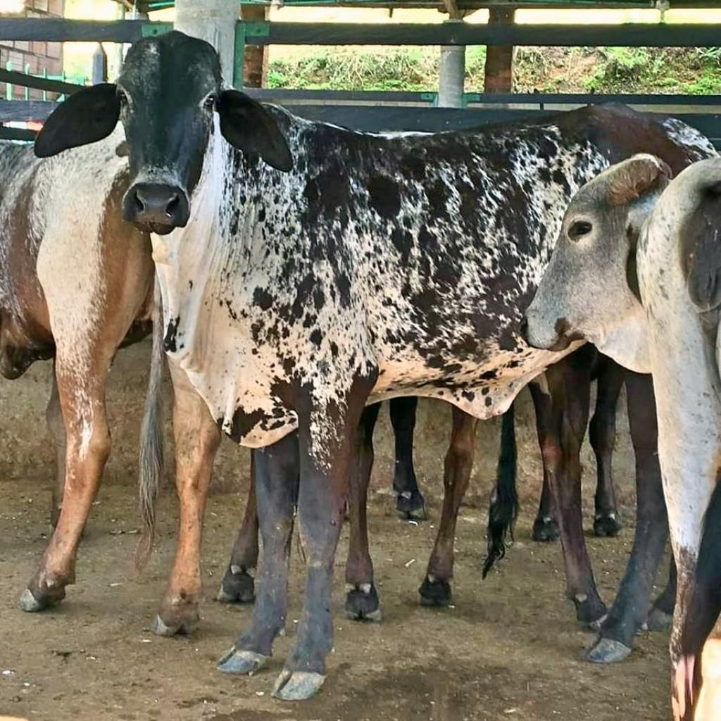 Novillas Gyr por Holstein (gyrolando)