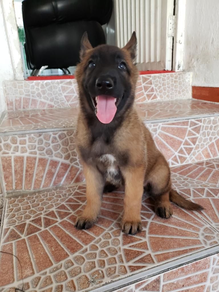 Pastor Belga Malinois Genetica Pura