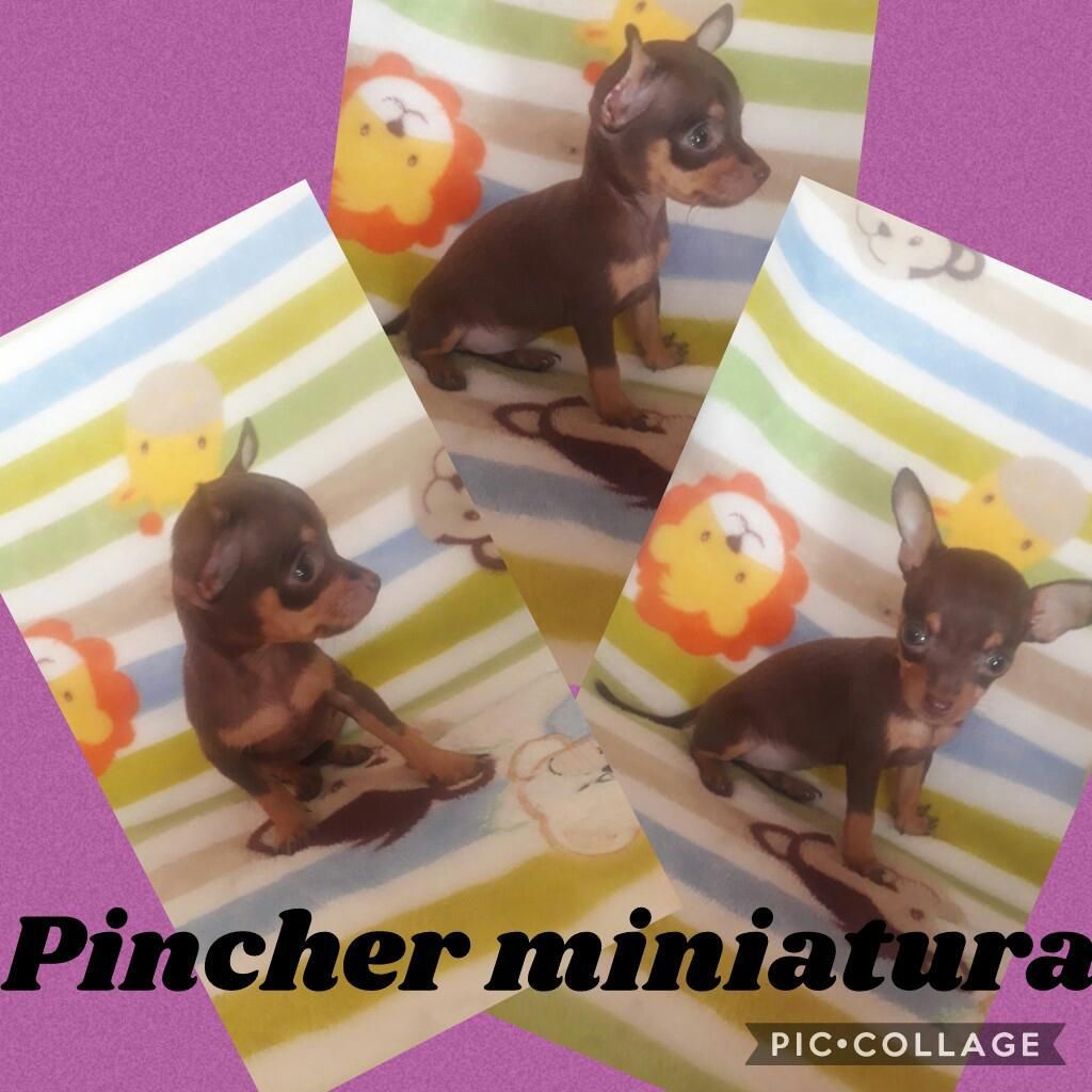 Pincher Miniatura Hembra