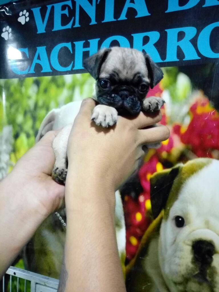 Pug Mini Macho Cachorro Perro