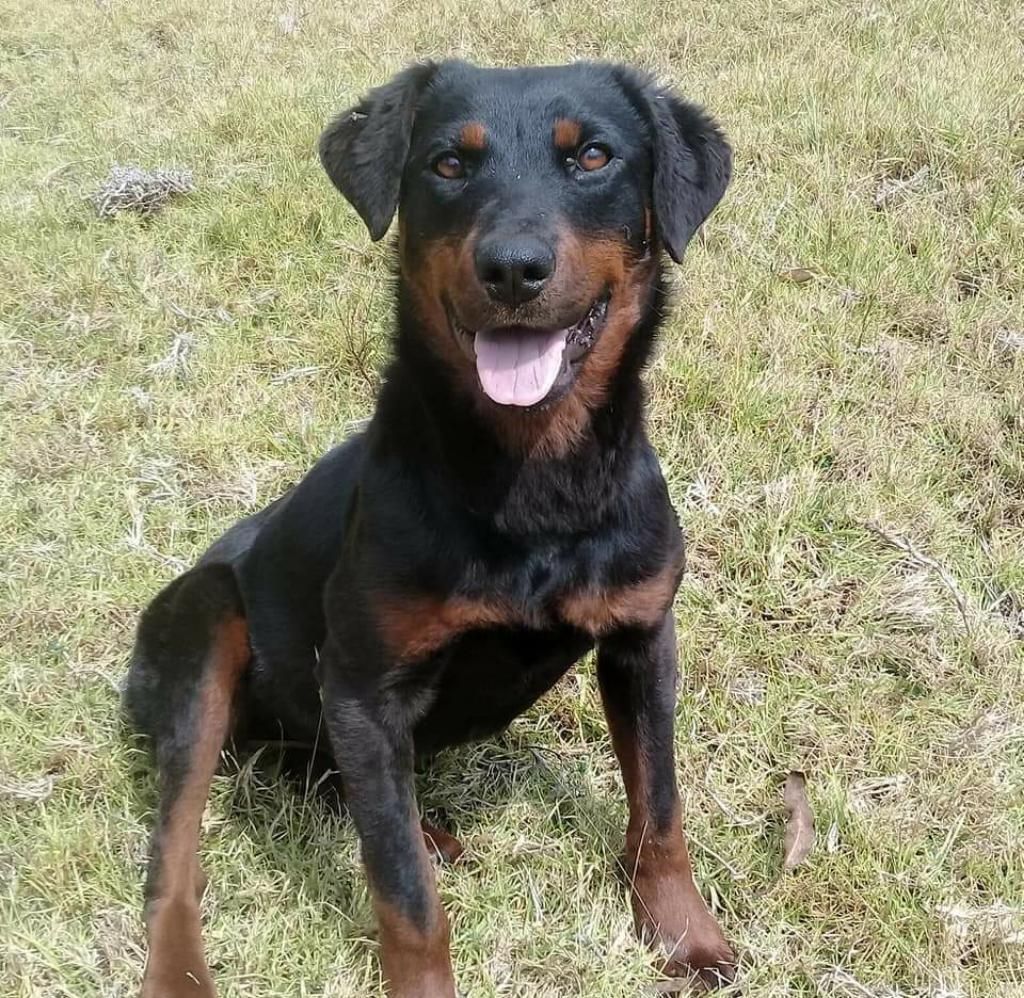 Rottweiler Y Border Collie Hembras