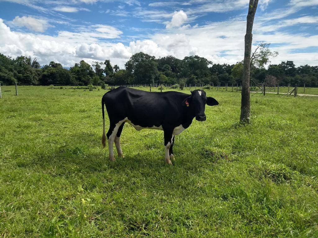 Se Vende Ganado en Villavicencio