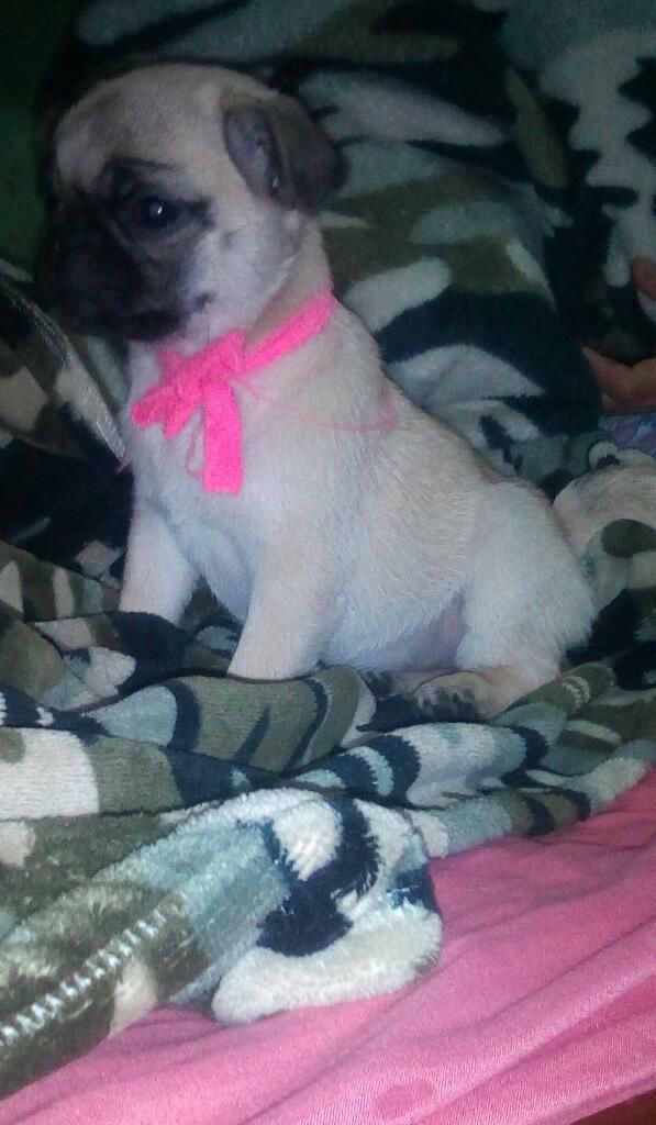 Se Vende Hermosa Pug de Dos Meses