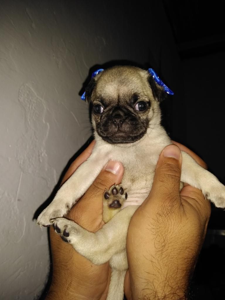 Se Venden Hermosos Pug