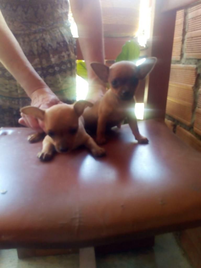 Se venden perros pincher cachorros hembras