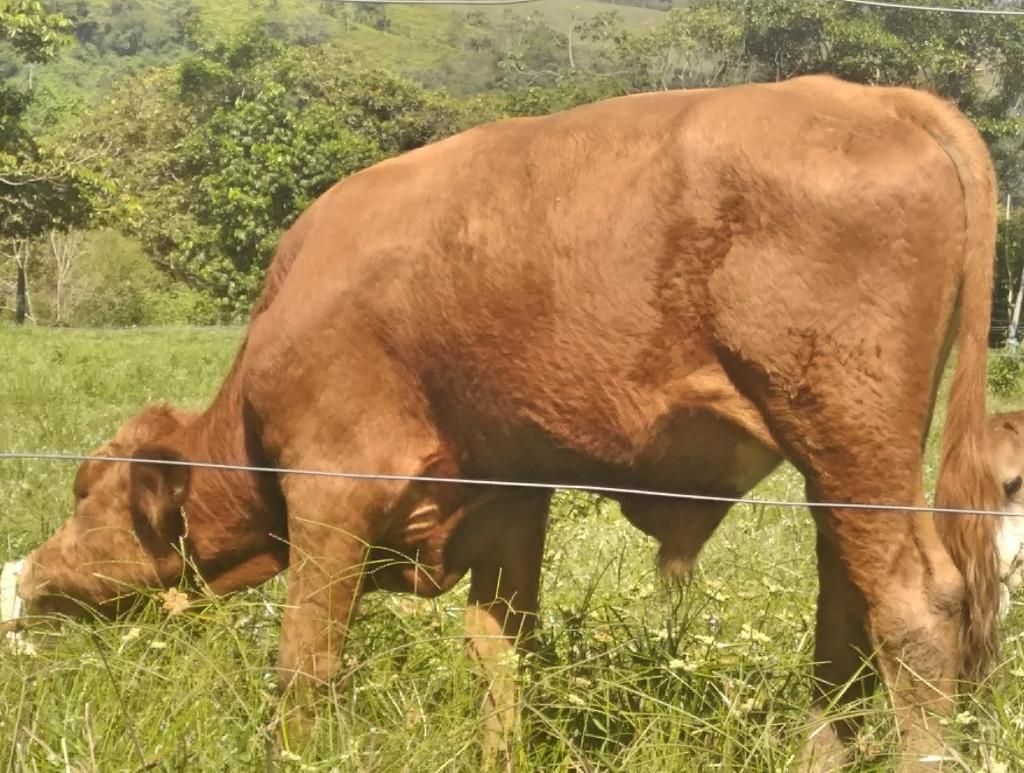 Ternero Simmental por Brahman Simbrah