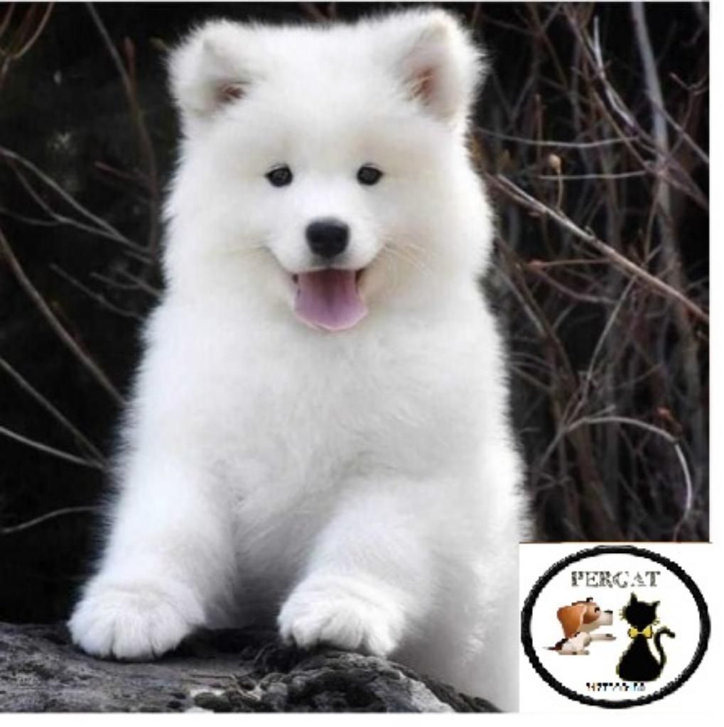 Vendo Samoyedo