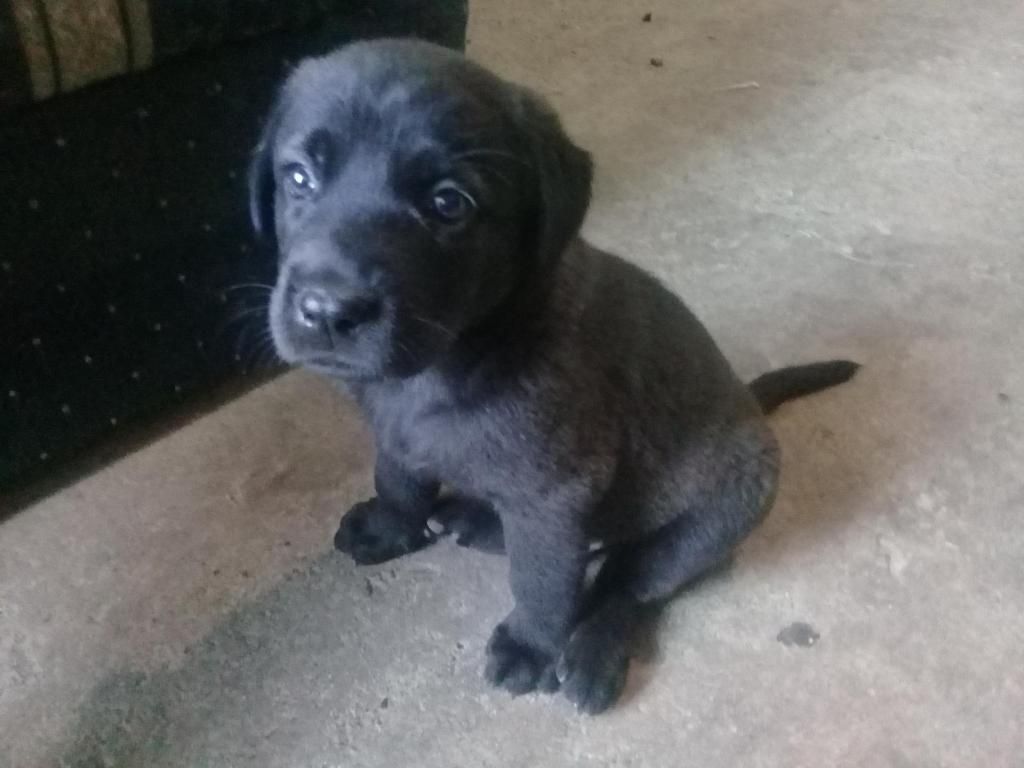 Vendo labradores cachorros