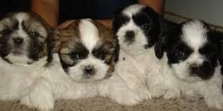 ¿YA TIENES A TU MEJOR AMIGO? SHIH TZU GARANTIZADOS