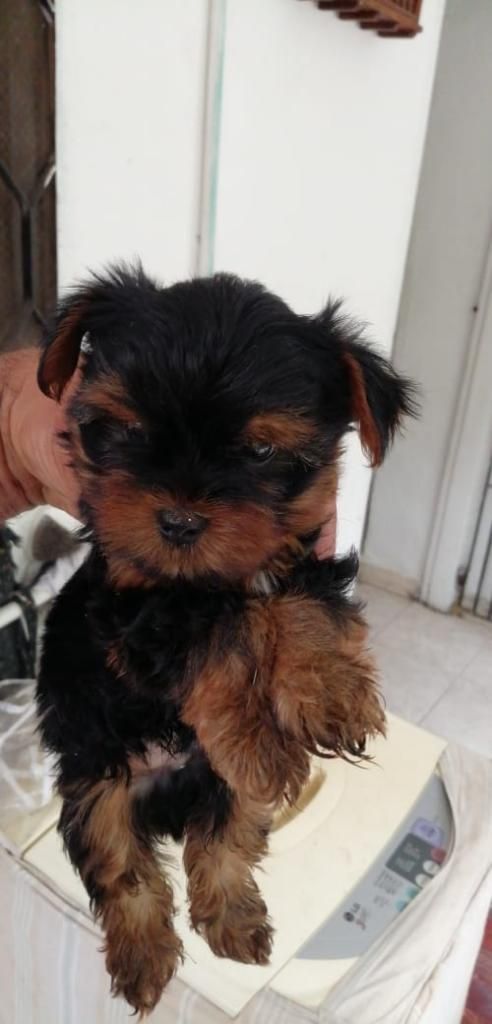Yorkshire Terrier Mini Macho