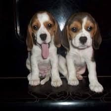 beagles hembras y machos