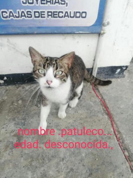 Adopcion Lindos Gaticos