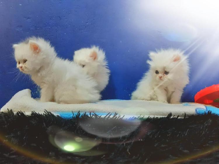 Adorables Gatos Persas