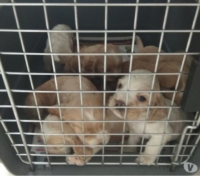 Cachorros cocker Spaniel