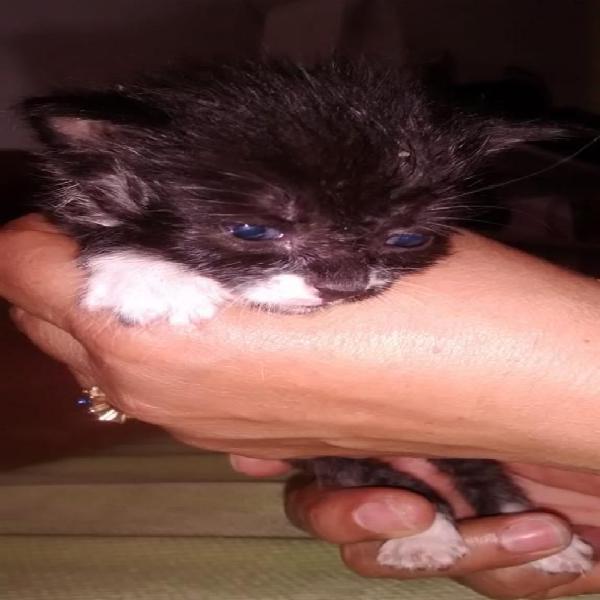 Gaticas en Adopcion Info 3122176009