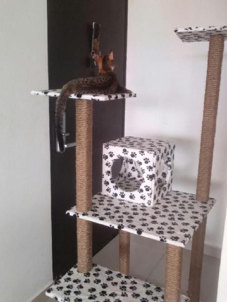 Gimnasio para gatos