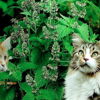 NEPETA CATARIA menta de gatos