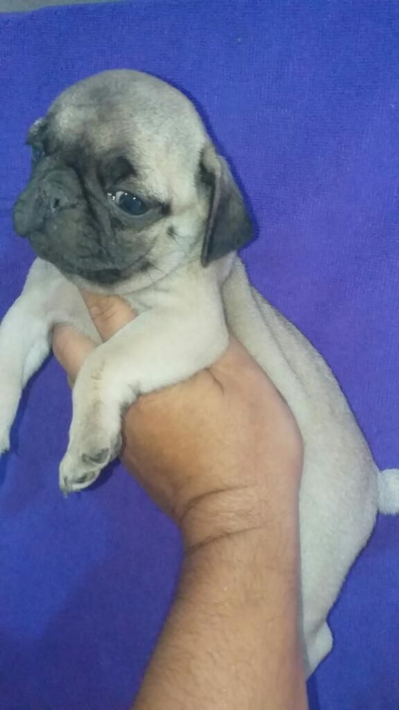 Bellecita Consentida Carlina Pug