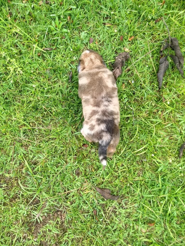 Border Collie Black Merle