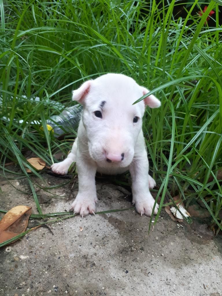 Bull Terrier