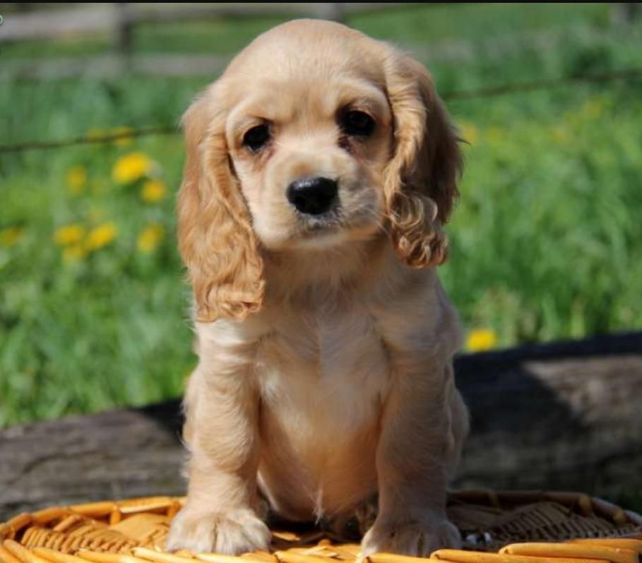 CACHORROS COCKER SPANIEL EN VENTA