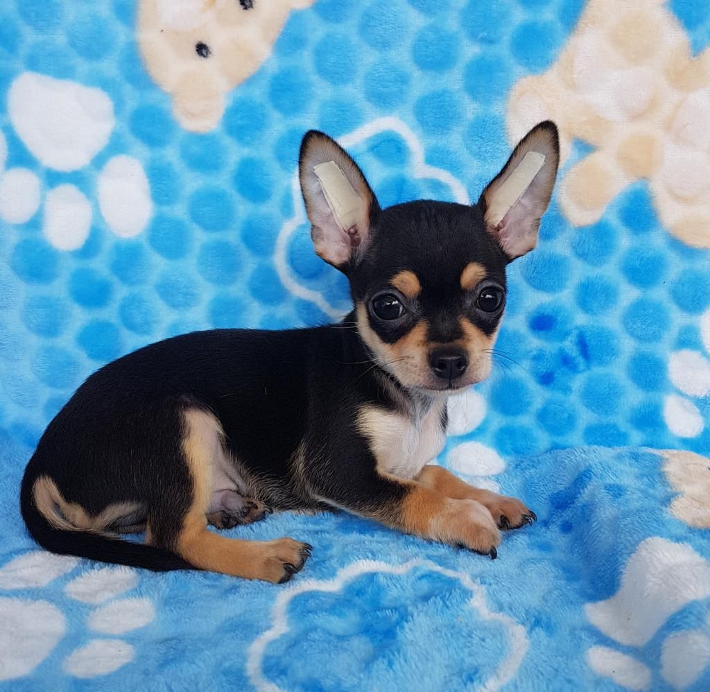 Cachorrito Chihuahua