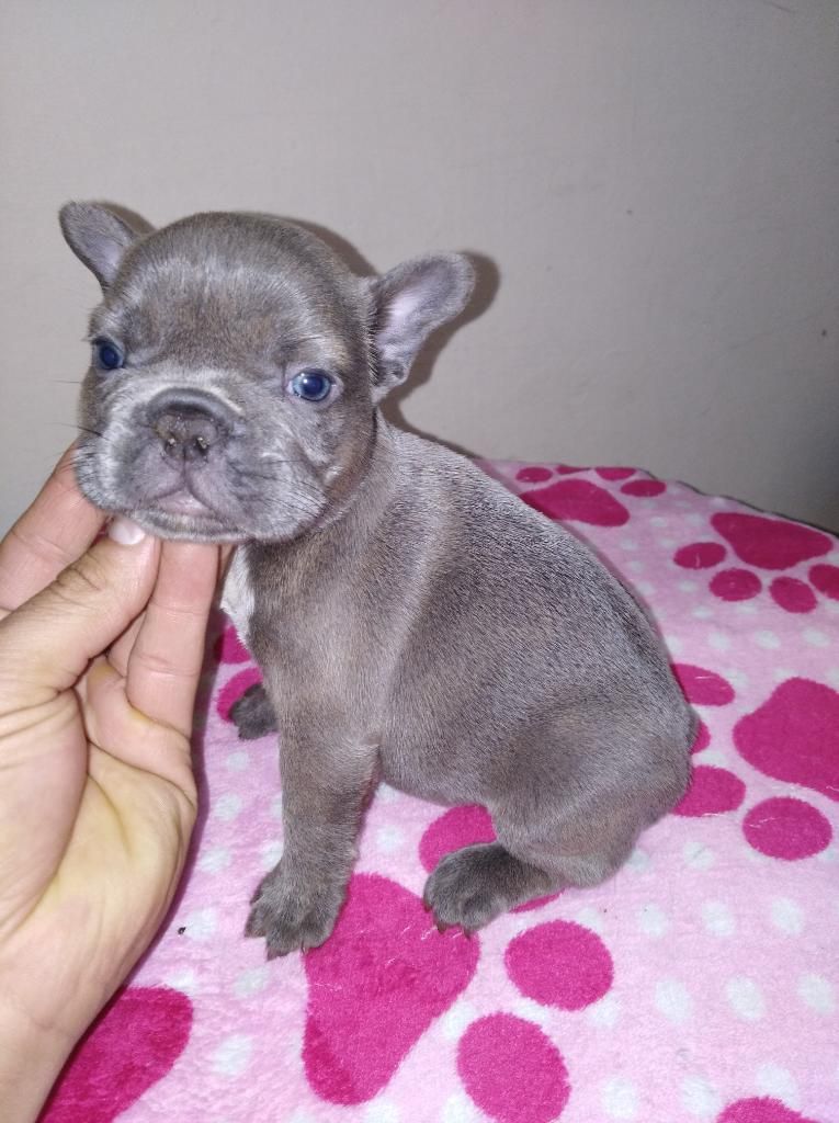 Cachorros Bull Francés Blue